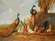 unknow artist Albertus Verhoesen: Peacocks and chickens France oil painting artist